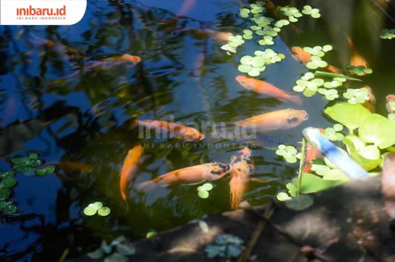 3 Tips Penting Ternak Ikan di Selokan: Ekosistem, Pakan, dan Sirkulasi Air