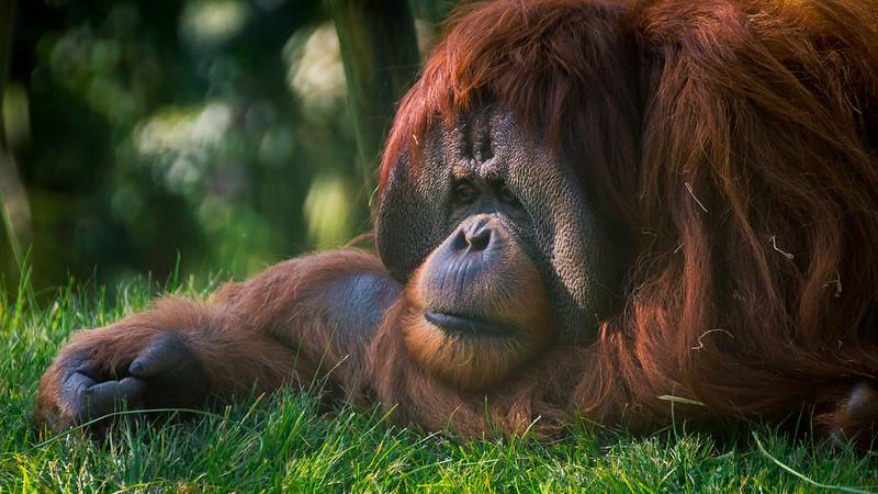 Pembalakan Perburuan Makin Parah Bekantan Dan Orang Utan Terancam Punah