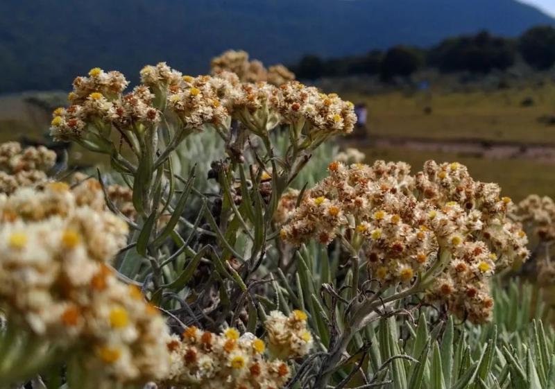 Jenis Jenis Bunga Abadi Edelweiss Dan Perbedaannya