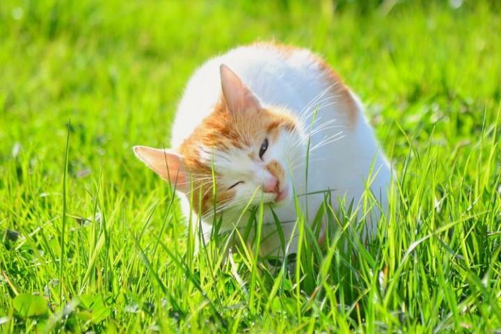 Kucing Rumi Mengapa Kucing Makan Rumput?