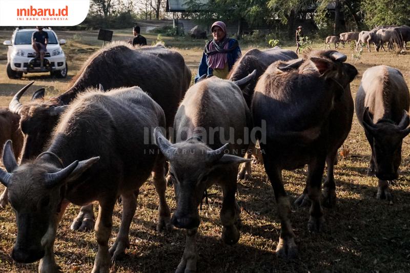 Kerbau-Kerbau Sigar Bencah, Angonan Turun-temurun yang Jadi Investasi Jangka Panjang