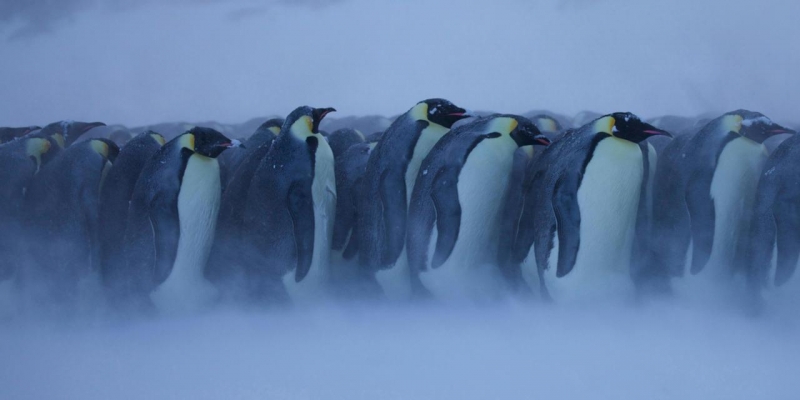 Ada Penguin Kedinginan di Kanada. Kok Bisa?